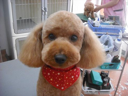 ファイル 1567-1.jpg