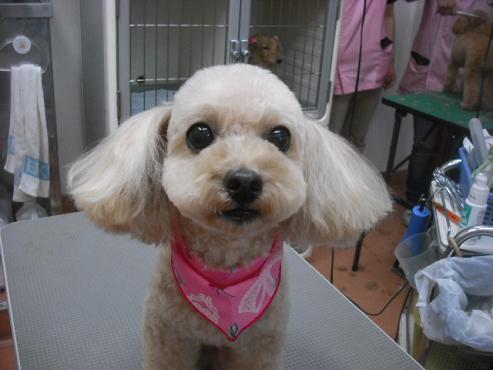 ファイル 1568-1.jpg