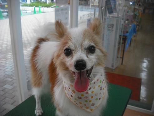 ファイル 1571-1.jpg