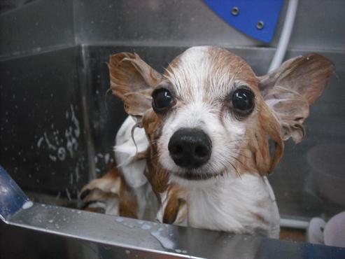 ファイル 1571-2.jpg