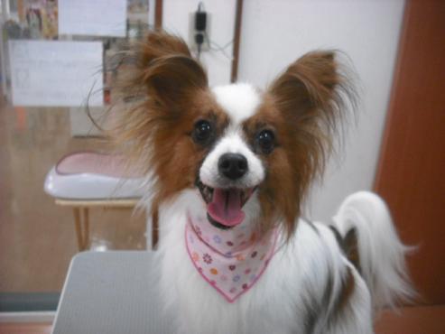 ファイル 1572-1.jpg