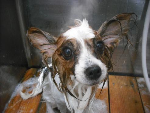 ファイル 1572-2.jpg