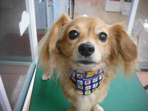 ファイル 1576-1.jpg