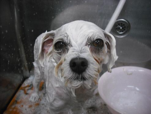 ファイル 1582-2.jpg