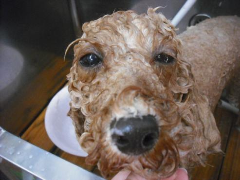 ファイル 1583-2.jpg