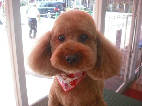 ファイル 1585-1.jpg