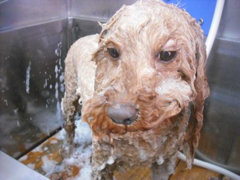 ファイル 1585-2.jpg