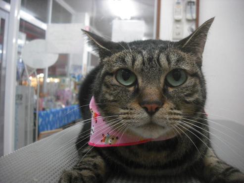 ファイル 1591-1.jpg