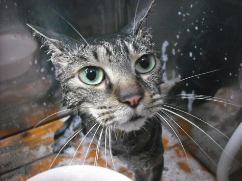 ファイル 1591-2.jpg