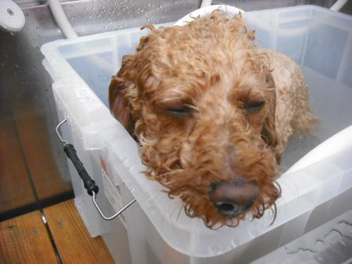 ファイル 1592-2.jpg