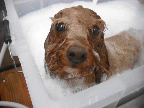 ファイル 1594-2.jpg