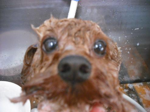 ファイル 1595-2.jpg