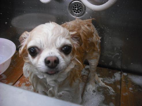 ファイル 1596-2.jpg