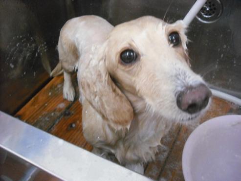 ファイル 1597-2.jpg