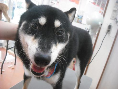 ファイル 1598-1.jpg