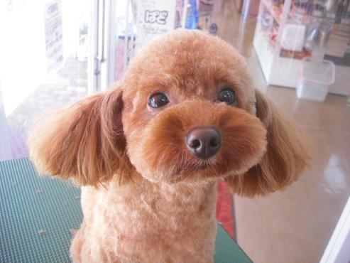 ファイル 1599-1.jpg