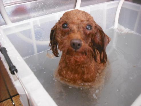 ファイル 1599-2.jpg