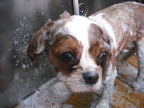 ファイル 16-2.jpg