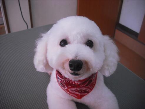 ファイル 1601-1.jpg