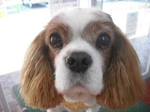 ファイル 1603-1.jpg