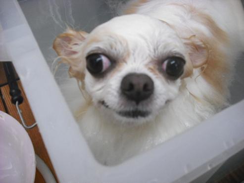 ファイル 1604-2.jpg