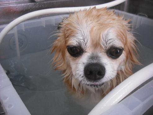 ファイル 1606-2.jpg