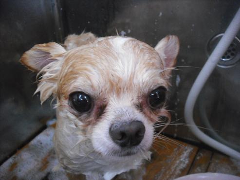 ファイル 1608-2.jpg