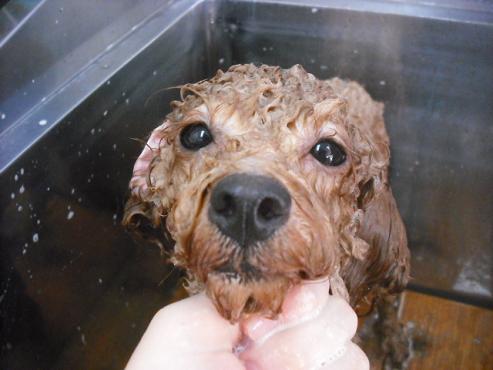 ファイル 1610-2.jpg