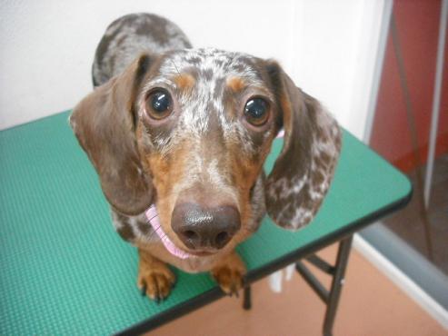 ファイル 1611-1.jpg