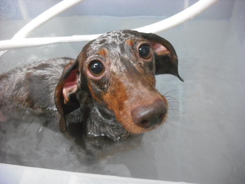 ファイル 1611-2.jpg