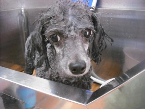 ファイル 1612-2.jpg