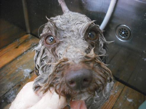 ファイル 1616-2.jpg