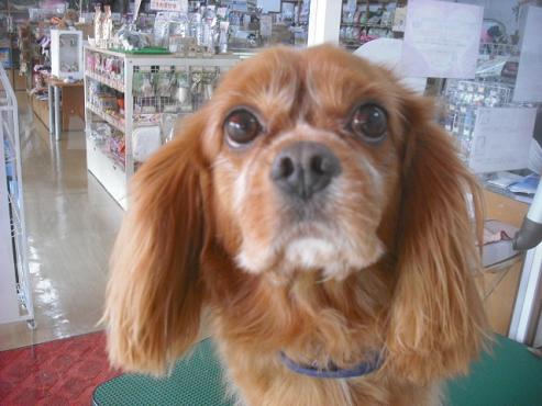 ファイル 1617-1.jpg