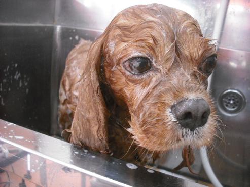 ファイル 1617-2.jpg