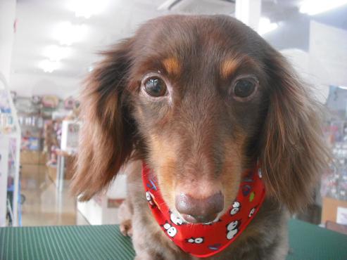 ファイル 1618-1.jpg