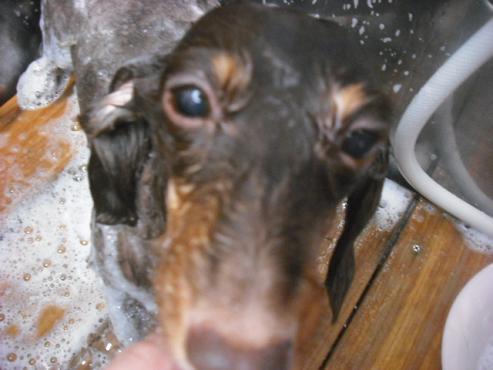 ファイル 1618-2.jpg