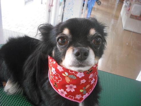 ファイル 1620-1.jpg