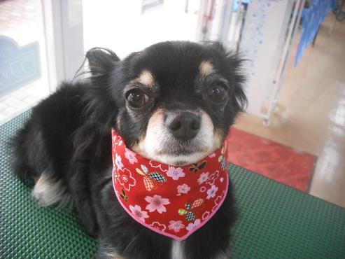 ファイル 1620-2.jpg