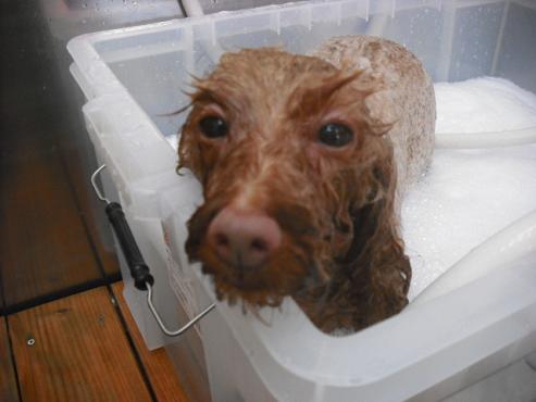 ファイル 1621-2.jpg