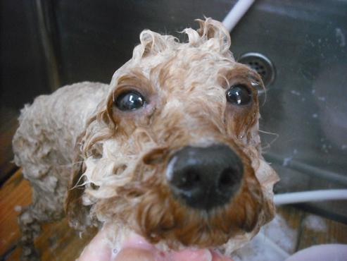 ファイル 1622-2.jpg