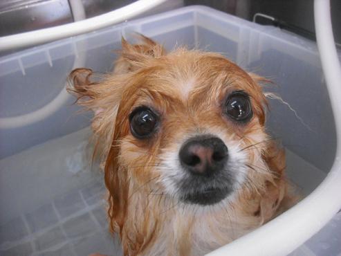 ファイル 1623-2.jpg