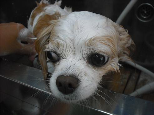 ファイル 1625-2.jpg