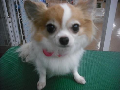 ファイル 1627-1.jpg