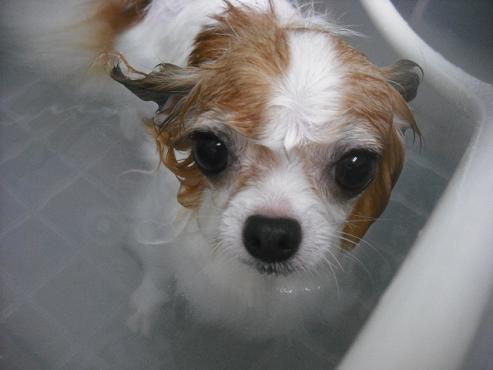 ファイル 1627-2.jpg