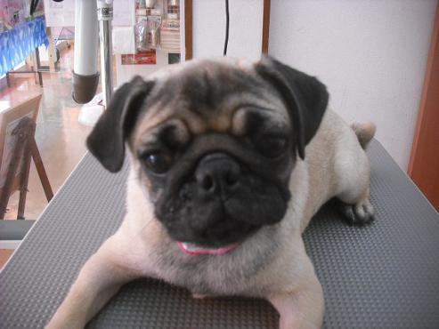 ファイル 1628-1.jpg