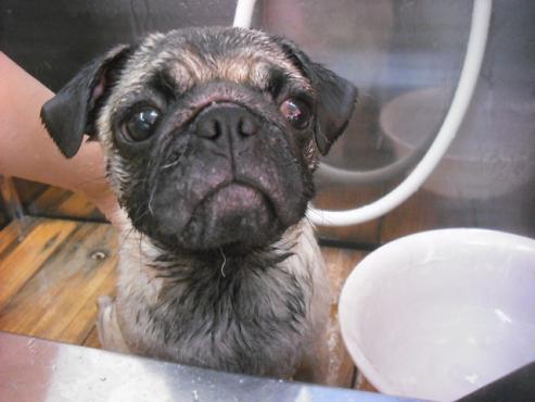 ファイル 1628-2.jpg