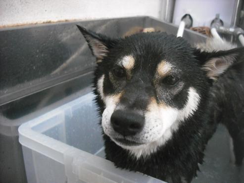 ファイル 1631-2.jpg