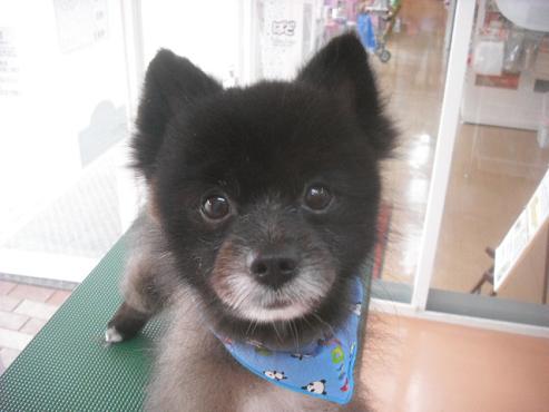 ファイル 1632-1.jpg