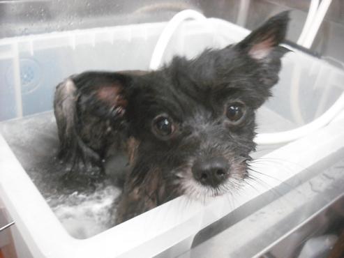 ファイル 1632-2.jpg