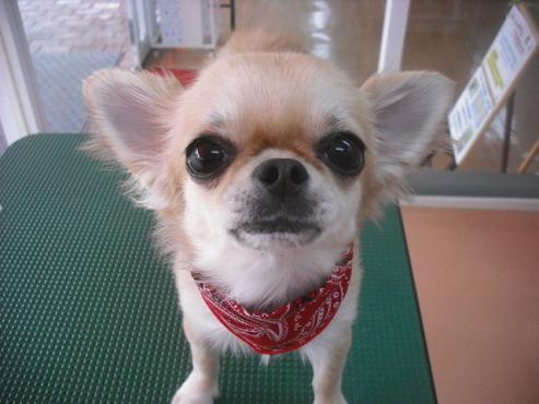 ファイル 1633-1.jpg